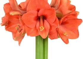 hippeastrum Naranja (1)